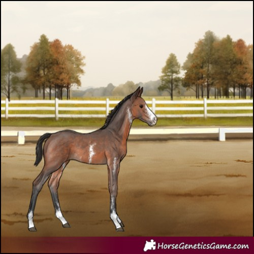 Horse Color:Brown Sabino Rabicano 