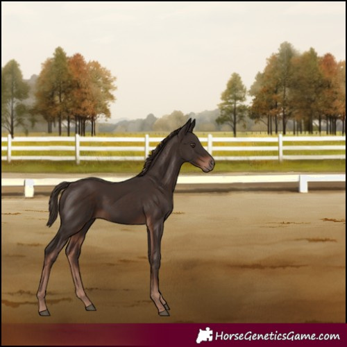 Horse Color:Liver Chestnut Rabicano 