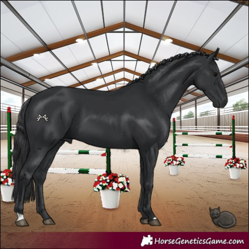 Horse Color:Black 