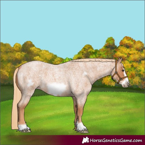 Horse Color:Red Roan Frame 