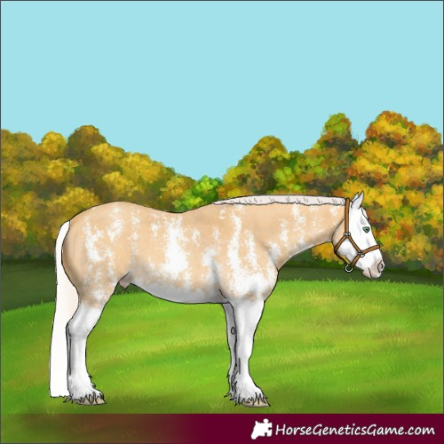 Horse Color:Silver Amber Cream Champagne Sabino Splash 