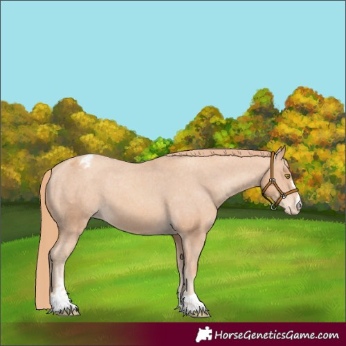 Horse Color:Gold Champagne Varnish 