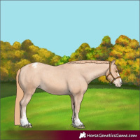 Horse Color:Gold Champagne Varnish