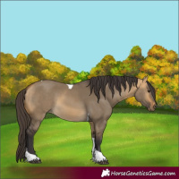 Horse Color:Buckskin Dun Tobiano 