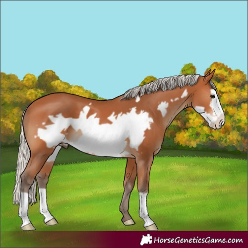 Horse Color:Silver Bay Frame