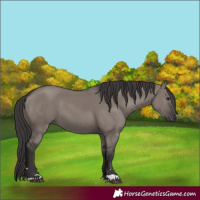 Horse Color:Smoky Grullo