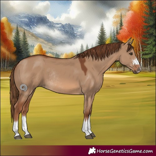 Horse Color:Red Dun Rabicano