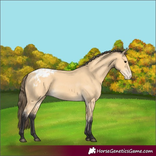 Horse Color:Buckskin Blanket