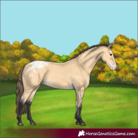 Horse Color:Buckskin Blanket