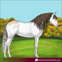 Horse Color:Classic Cream Champagne Dun Splash Frame 