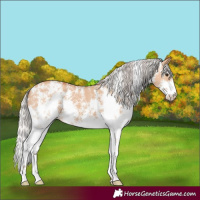 Horse Color:Silver Bay Dun Sabino
