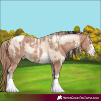 Horse Color:Powder White White Spotted Sable Champagne Pearl Dun Rabicano Brindle and Powder White Perlino