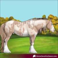 Horse Color:Powder White White Spotted Sable Champagne Pearl Dun Rabicano Brindle and Powder White Perlino