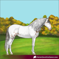 Horse Color:Bay Tobiano Frame Appaloosa