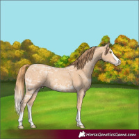 Horse Color:Gold Champagne Ice Splash 