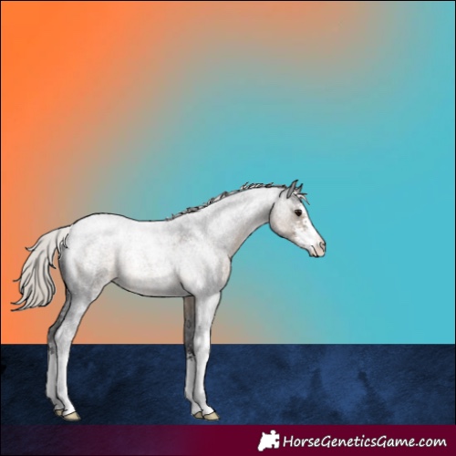 Horse Color:Silver Smoky Blue Roan Sabino 