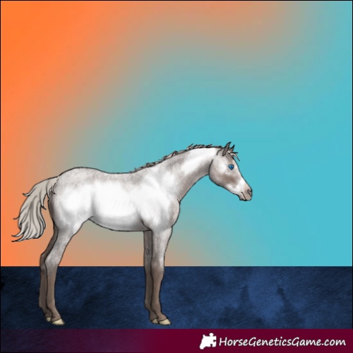Horse Color:Silver Blue Roan Frame 