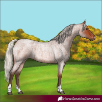 Horse Color:Silver Bay Roan