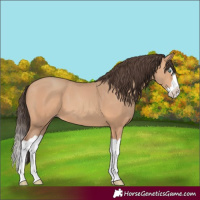 Horse Color:Amber Champagne Splash