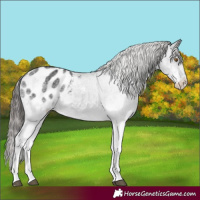 Horse Color:White Spotted Black Appaloosa