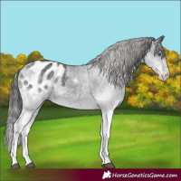 Horse Color:White Spotted Black Appaloosa 