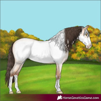 Horse Color:Amber Champagne Roan Frame 