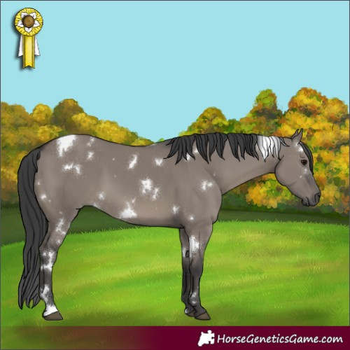 Horse Color:White Spotted Grullo 