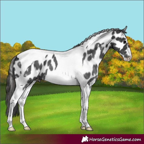Horse Color:Black Tobiano Leopard 