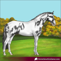 Horse Color:Black Tobiano Leopard 