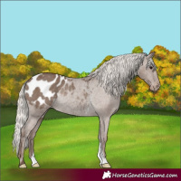 Horse Color:Silver Black Blanket Rabicano 