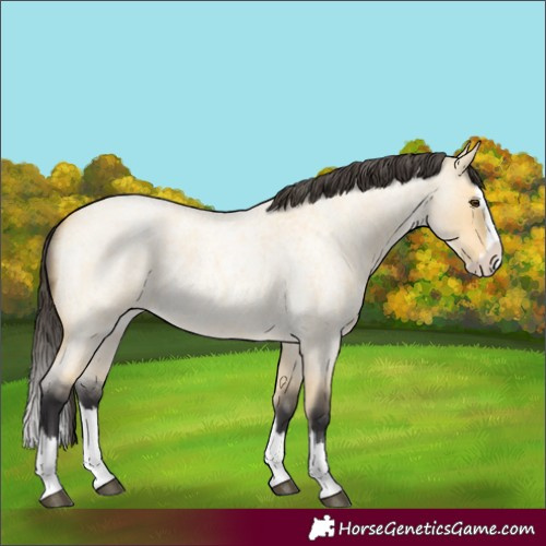 Horse Color:Buckskin Roan Dun Splash 