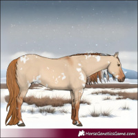 Horse Color:White Spotted Red Dun Rabicano 