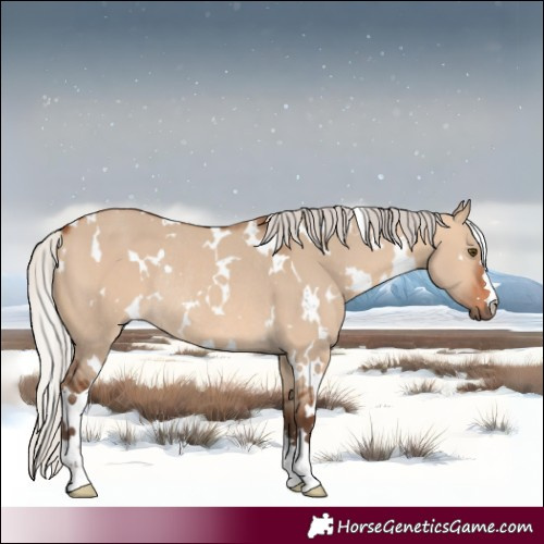 Horse Color:White Spotted Silver Bay Dun Rabicano 