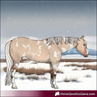 Horse Color:White Spotted Silver Bay Dun Rabicano 