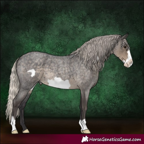 Horse Color:Silver Smoky Blue Roan Frame 