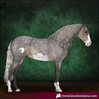 Horse Color:Silver Smoky Blue Roan Frame 