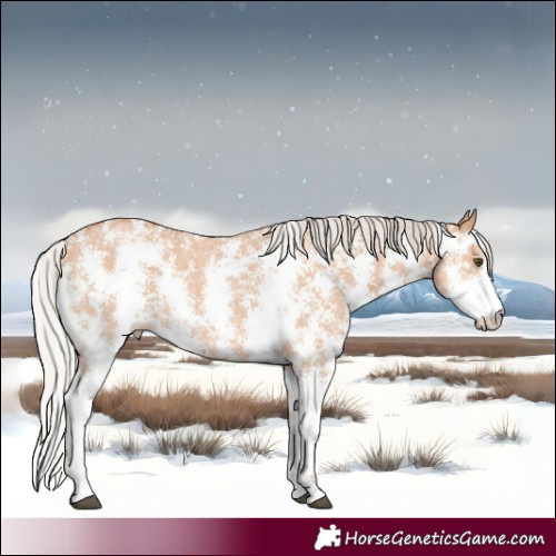 Horse Color:Silver Bay Dun Sabino Rabicano 