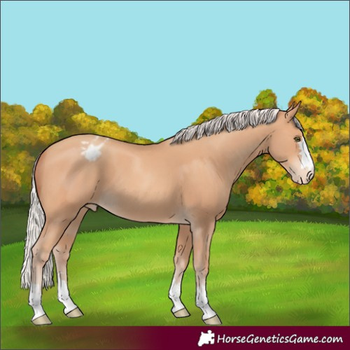 Horse Color:Silver Amber Champagne Appaloosa 