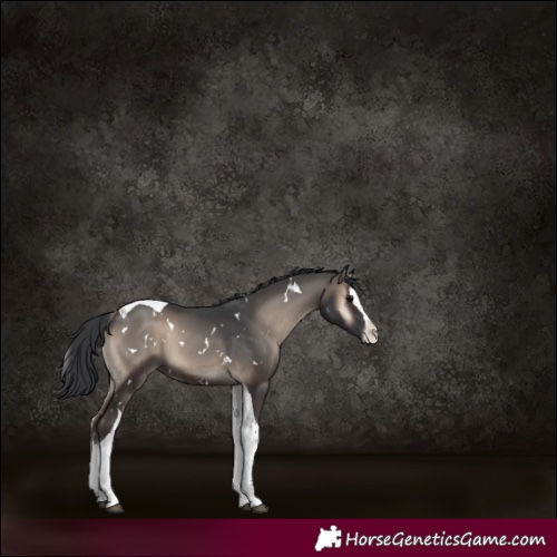 Horse Color:White Spotted Blue Onyx Splash Tobiano 