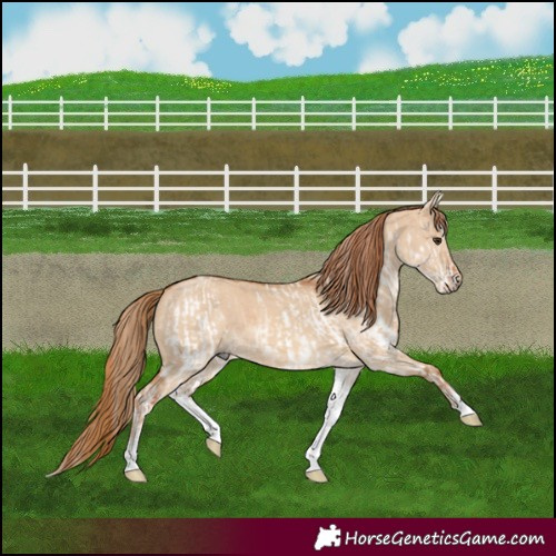 Horse Color:White Spotted Red Dun Rabicano  and White Spotted Red Dun Rabicano 