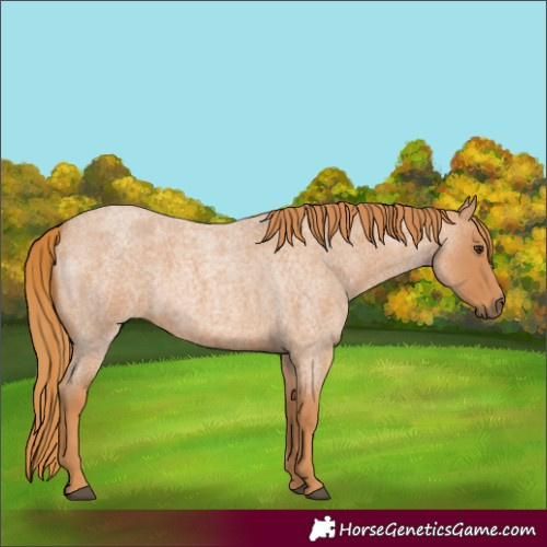 Horse Color:Red Roan 
