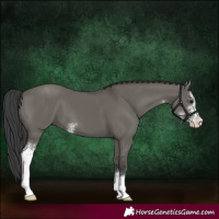 Horse Color:Grullo Sabino 