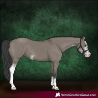 Horse Color:Grullo Sabino 