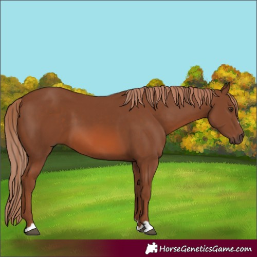 Horse Color:Chestnut 