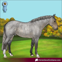 Horse Color:Silver Smoky Blue Roan