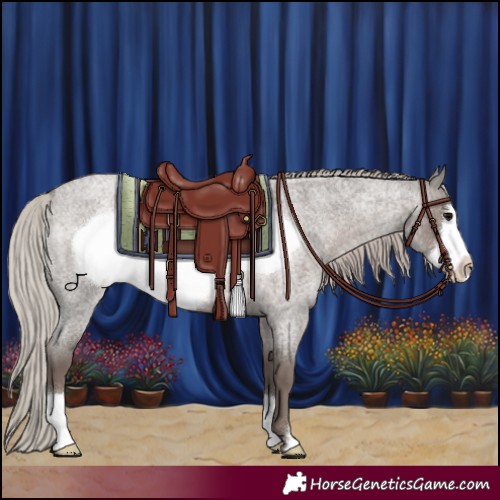 Horse Color:Silver Blue Roan Frame 