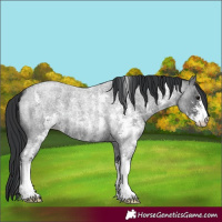 Horse Color:Blue Roan Sabino 