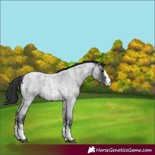 Horse Color:Blue Roan Sabino 
