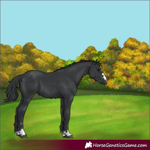 Horse Color:Black 