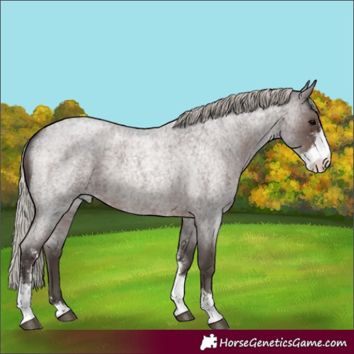 Horse Color:Silver Blue Roan Sabino 